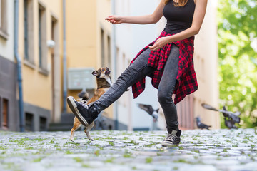 young woman lets her small dog jumping over the leg
