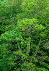 欅の巨樹、日本の宗教的な樹木。