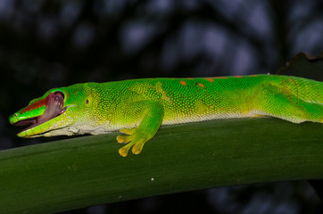 Madagascar day Gecko