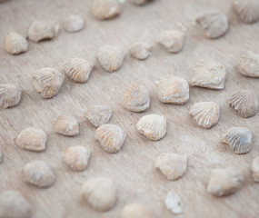 Strange stone shells on the counter of Indian market