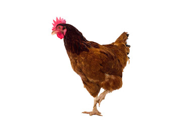 brown hen isolated on white, studio shot