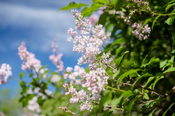     Inflorescence of pink lilac against the blue sky 