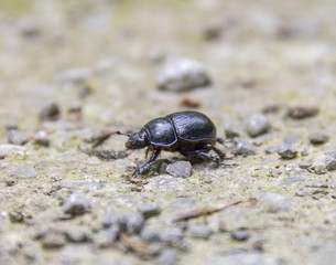blue dung beetle