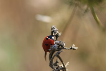 Ladybug did not have time to hide the wings after the flight...