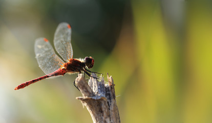 Ladybug did not have time to hide the wings after the flight...