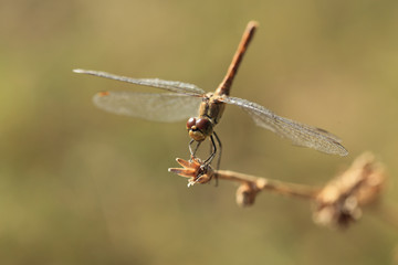 dragonfly on dry grass