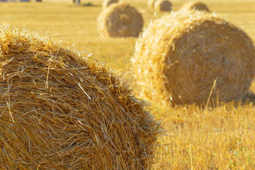 Golden hay bales in countryside