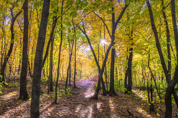 Obraz premium In the autumn forest