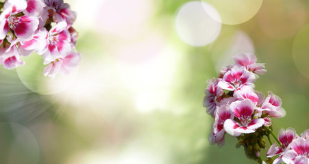 Obraz premium flowers on green background