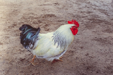 White cock on the ground in the village in the summer