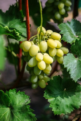 Bunch of ripe green grapes