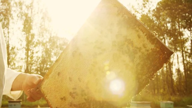 The beekeeper gets a frame from the hive.