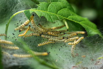 Apple ermine moth larvae colony on apple tree