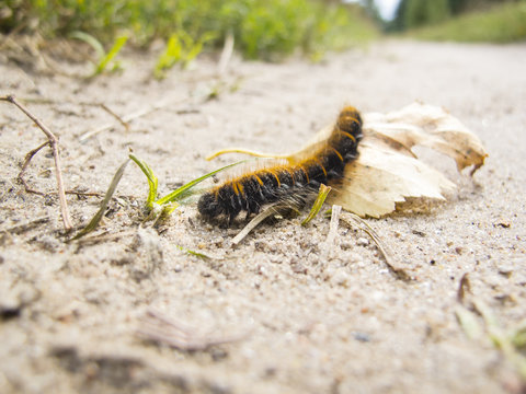 butterfly caterpillar