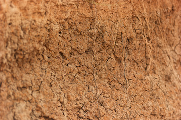 The clay soil