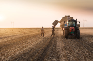 Farmers throw hay bales in a tractor trailer - bales of wheat