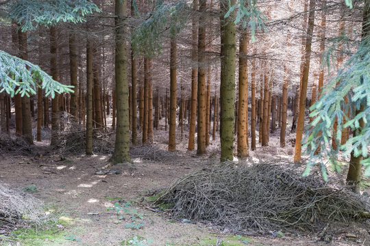 A dense coniferous forest with a pile of twigs in the foreground and light in the background.