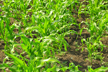 Corn growing in garden