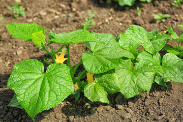 Green squash plant growing in garden on sunny day