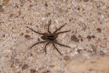 small black spider on concrete