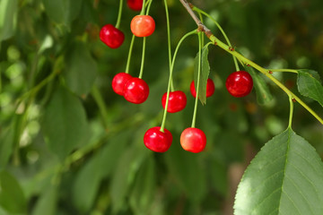 Branch with cherry berries in garden