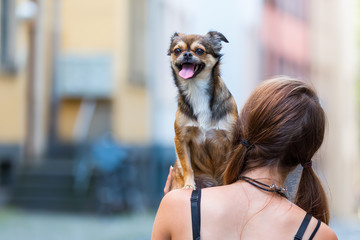 woman holds a pekinese-chihuahua hybrid on the shoulder