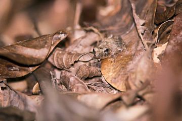 Sapinho-de-nariz-pontudo (Ischnocnema nasuta) | Pointy-nosed Robber Frog fotografado em Domingos Martins, Espírito Santo -  Sudeste do Brasil. Bioma Mata Atlântica. 