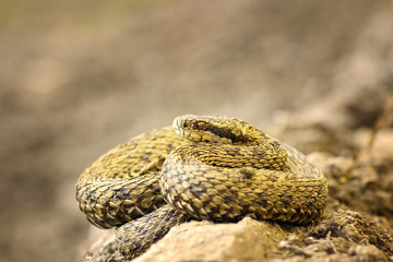 beautiful meadow viper basking in natural environment