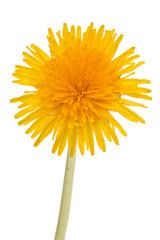 Dandelion flower isolated on white background cutout