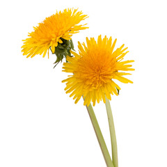 Dandelion flower isolated on white background cutout