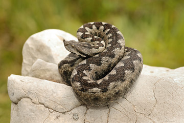 beautiful pattern on Vipera ammodytes