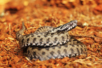 common viper standing on spruce forest ground