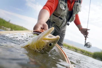 Photo sur Plexiglas Pêcher Truite brune prise dans un filet de pêche