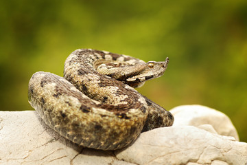 colorful european sand adder on stone