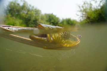Fly fisherman catching trout in river