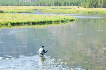 Fly-fisherman fishing in Madison river, Yellowstone Park