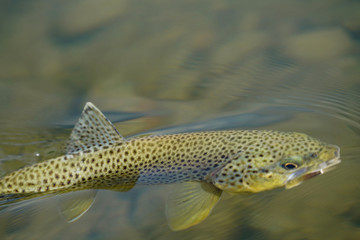 Closeup of brown trout being caught by fisherman