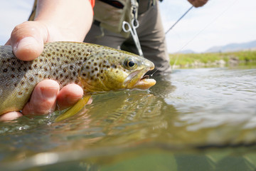 Closeup of brown trout caught in Montana state river