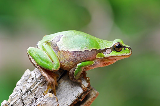 cute tree frog on wooden stump