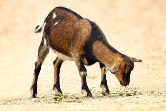 domestic goat closeup