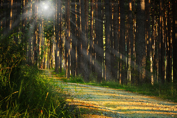 Fototapeta na wymiar sunrays over footpath in the woods