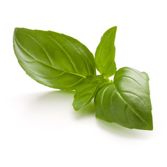 Sweet basil herb leaves isolated on white background closeup