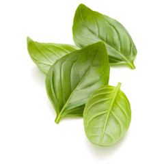 Sweet basil herb leaves handful isolated on white background closeup
