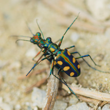 Close up photo of tiger bettles