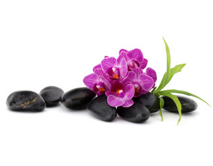 Zen pebbles and orchid flower. Stone spa and healthcare concept.