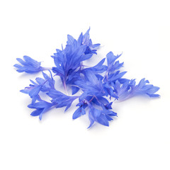 Blue Cornflower Herb or bachelor button flower petals isolated on white background cutout