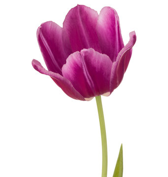 lilac tulip flower head isolated on white background