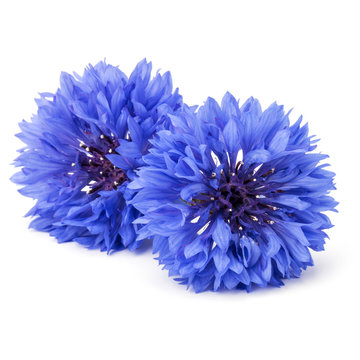 Fototapeta Blue Cornflower Herb or bachelor button flower head isolated on white background cutout