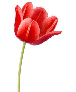 red tulip flower head isolated on white background