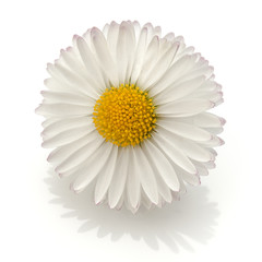 Beautiful single daisy flower isolated on white background cutout